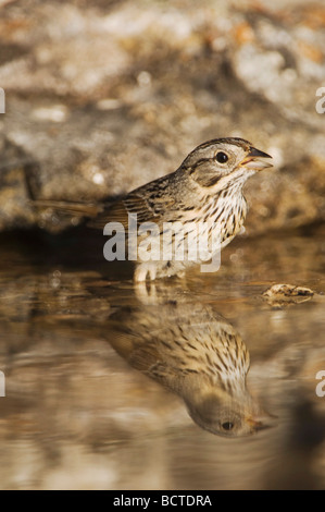 Lincoln s Sparrow Melospiza lincolnii adult bathing Uvalde County Hill Country Texas USA April 2006 Stock Photo
