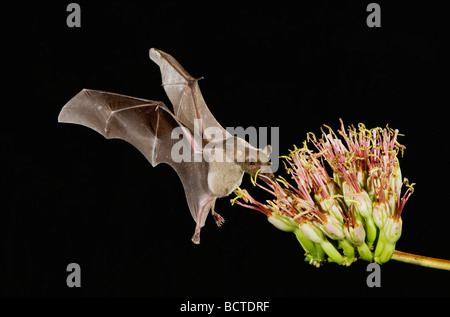 Lesser Long nosed Bat Leptonycteris curasoae adult in flight at night feeding on Agave blossom Agave spp Tucson Arizona USA Stock Photo