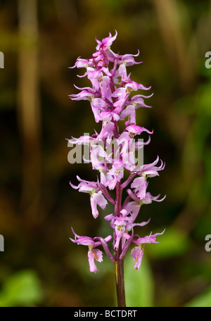 Early Purple Orchid (Orchis mascula subsp. signifera)