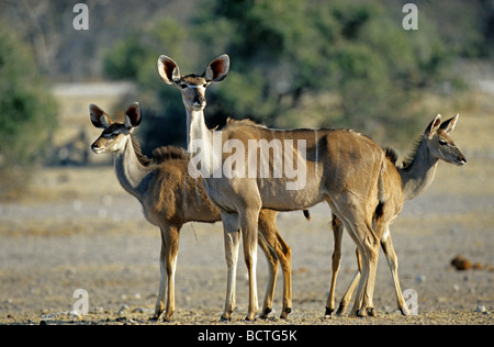 Greater Kudu (Tragelaphus strepsiceros), family Stock Photo