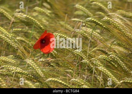 Red Poppy (Papaver rhoeas) in a Barley field (Hordeum vulgare) Stock Photo