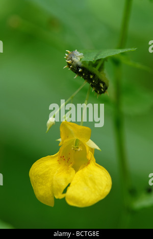 yellow balsam flower (Impatiens noli-tangere) and caterpillar Stock Photo