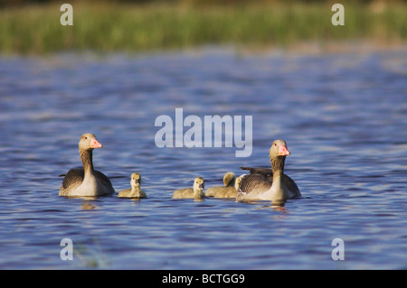 Greylag Goose Anser anser adults with young National Park Lake Neusiedl Burgenland Austria April 2007 Stock Photo