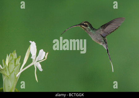 Green Hermit Phaethornis guy male in flight feeding on White Ginger Hedychium Central Valley Costa Rica Central America Stock Photo