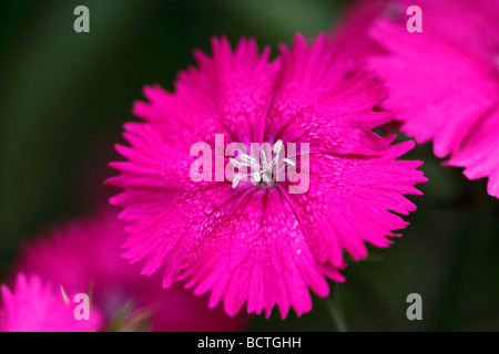 Carthusian Pink (Dianthus carthusianorum) Stock Photo