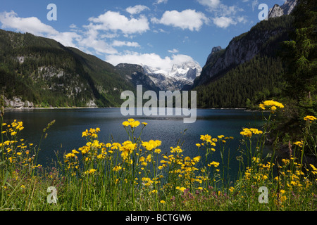 Vorderer Gosausee lake, Rough Hawksbeard (Crepis biennis), Dachstein mountain, Dachsteingebirge mountains, Gosau, Salzkammergut Stock Photo