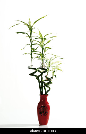 Lucky Bamboo (Dracaena sanderiana) Stock Photo