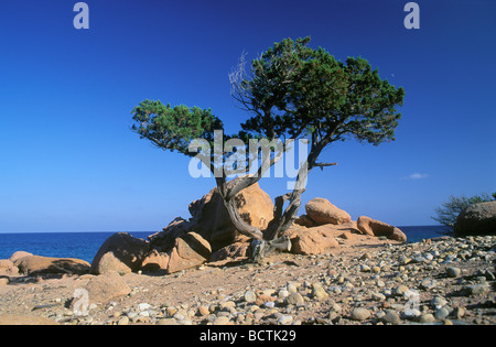 Pine on the coast of Marina di Gairo, Sardinia, Italy, Europe Stock Photo