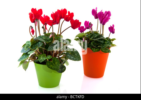 Pink and red cyclamen in Orange and green flower pots isolated over white Stock Photo
