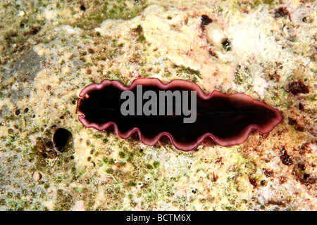 Marine Flatworm, Glorious Flatworm,  Pseudobiceros gloriosus, crawling on the reef underwater. Stock Photo