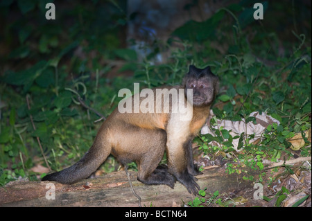 Tufted Capuchin or Brown Capuchin or Black capped Capuchin Cebus apella Brazil Stock Photo