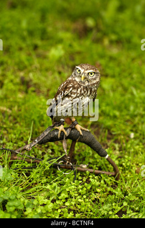 Little owl Athene noctua