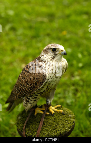 Duck hawk Peregrine Falco peregrinus Stock Photo