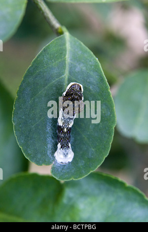 Orange Dog Caterpillars on a citrus leaf. This caterpillar mimics bird droppings Stock Photo