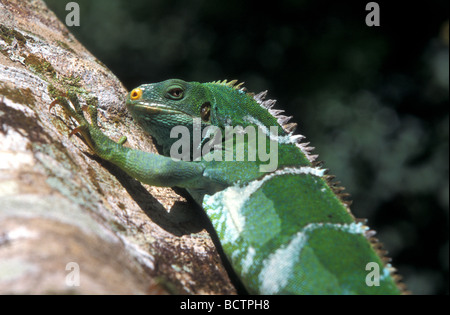 crested iguana fiji Stock Photo