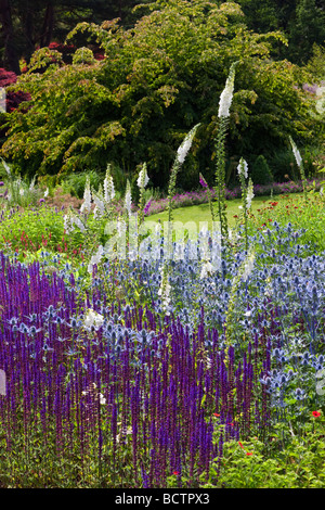 Salvia x sylvestris with Eryngium 'Jos Eijking' and digitalis at RHS Harlow Carr Stock Photo