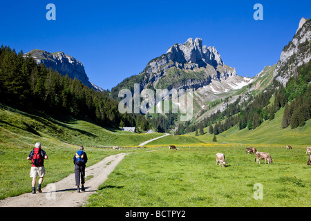 Senior Hikers couple passing by cows on summer pasture, Appenzell Switzerland Stock Photo