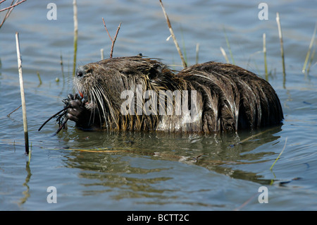 Coypu (Myocastor coypus) feeding Stock Photo