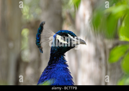 Indian Peafowl (pavo cristatus), Peacock Stock Photo