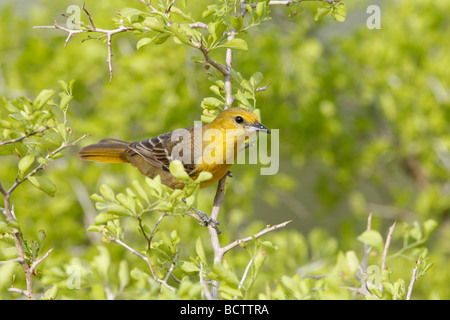 Female Hooded Oriole Stock Photo