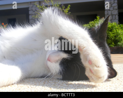 black & white cat, sunbathing Stock Photo