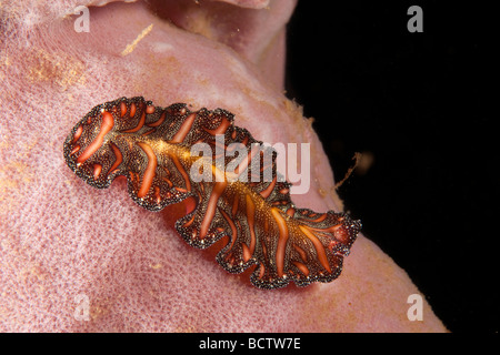 Polyclad flatworm (Pseudobiceros bedfordi), Indonesia, Southeast Asia Stock Photo