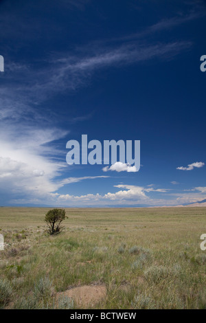 Mosca Colorado A lone tree stands in the San Luis Valley desert Stock Photo
