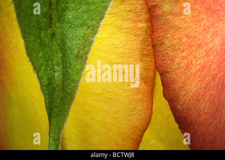 Vertical shoot of a green leaf with yellow red rose on the background Stock Photo