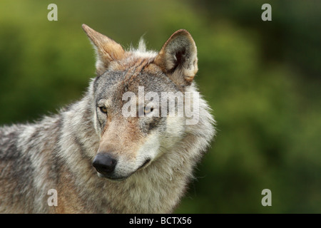 An European Grey Wolf, canus lupus. Stock Photo