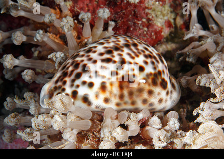 Tiger cowrie, Cypraea tigris, among soft corals underwater Stock Photo