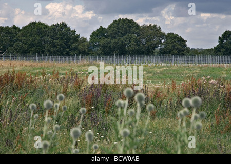 london's first vineyard in enfield, north london Stock Photo