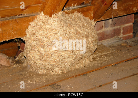 Wasps' nest in domestic loft Stock Photo