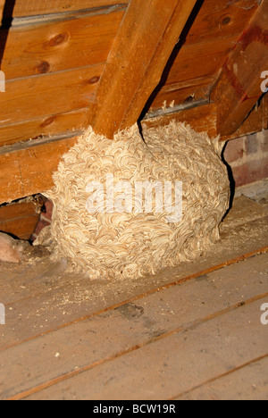 Wasps' nest in domestic loft Stock Photo