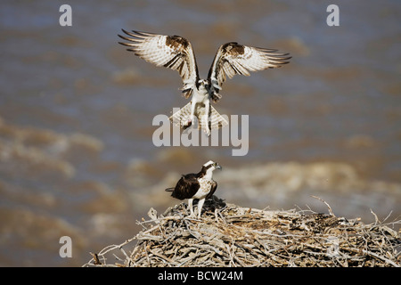 Osprey Pandion haliaetus adult bringing trout to young in nest Yellowstone River Yellowstone National Park Wyoming USA Stock Photo