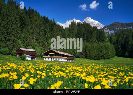 Farm between Going and St. Johann, dandelion meadow in spring, Wilder Kaiser mountain, Tyrol, Austria, Europe Stock Photo
