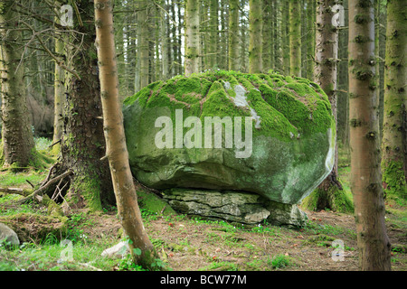 large moss covered rock in forest Stock Photo