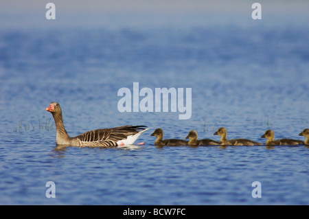 Greylag Goose Anser anser adult with young National Park Lake Neusiedl Burgenland Austria April 2007 Stock Photo