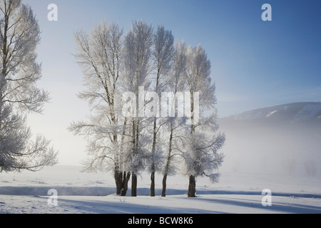 Cottonwood tree Populus sp frost covered Lamar Valley Yellowstone National Park Wyoming USA Stock Photo