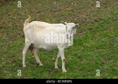 Domestic Goat, German Improved White Goat (Capra aegagrus hircus). Single individual on a meadow Stock Photo