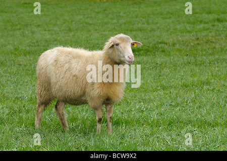 Domestic Sheep, Waldschaf , Bavarian Forest Sheep (Ovis orientalis aries, Ovis ammon aries). Ewe on a meadow Stock Photo