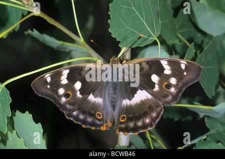 Lesser purple emperor (Apatura ilia), female in the branches of an aspen tree, sunbathing Stock Photo