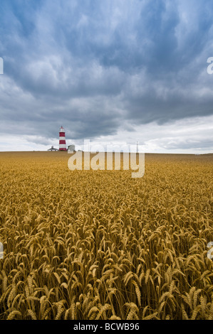 Happisburgh lighthouse with dark cloudy skies and fields of wheat in Norfolk East Anglia England Stock Photo