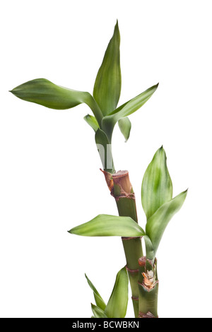 lucky bamboo isolated on white background Stock Photo