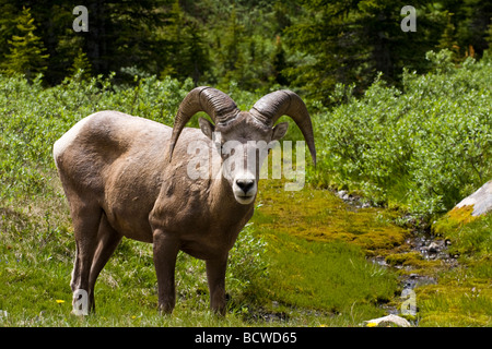 A young bighorn sheep ram grazing by a mountain stream. Stock Photo