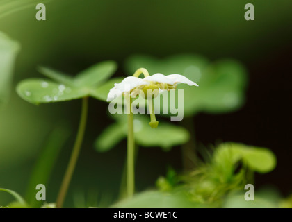 One-flowered Wintergreen, Single Delight or St. Olaf's Candlestick (Moneses uniflora) Stock Photo