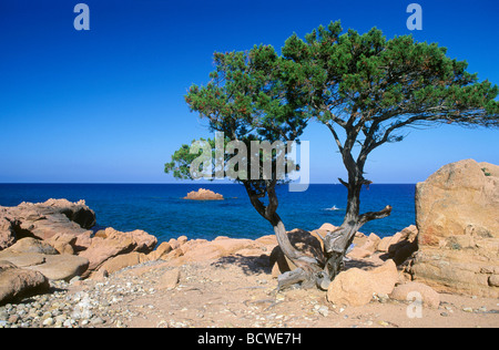 Pine on the coast of Marina di Gairo, Sardinia, Italy, Europe Stock Photo