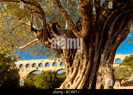 Ancient olive tree and Roman aqueduct - Pont du Gard near Vers-Pont-du-Gard, Occitanie, France Stock Photo