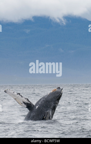 Humpback whale breaching, Alaska, USA, Stock Photo