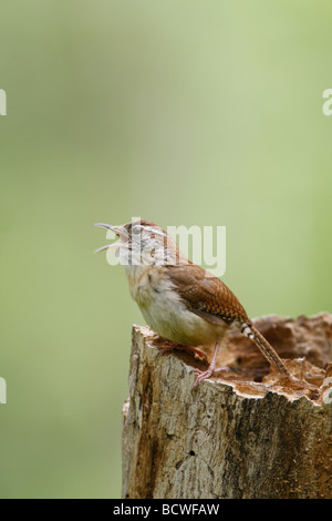 Singing Carolina Wren - Vertical Stock Photo