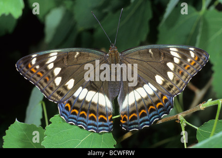 Poplar Admiral (Limenitis populi), female sunbathing Stock Photo